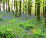 Bluebells