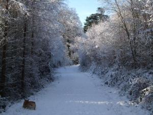 Island Wood, Christmas Day 2010