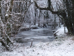 Island Wood, Christmas Day 2010