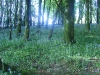 Bluebells