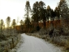 A Snowy December Day in the Island Wood