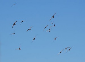 Flock of Swifts